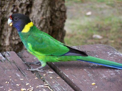 Попугай Розелла Бернарда